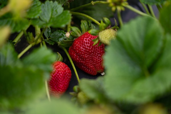 California strawberry operation receives sustainability certification - Vimarsana News