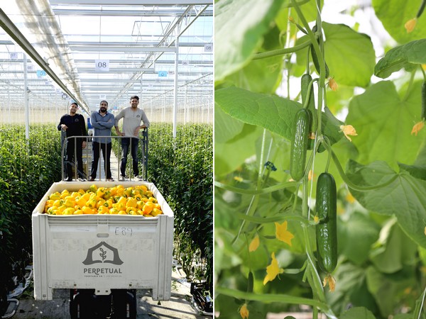 Oppy celebrates 10 years with British Columbia pepper and cucumber grower - Vimarsana News
