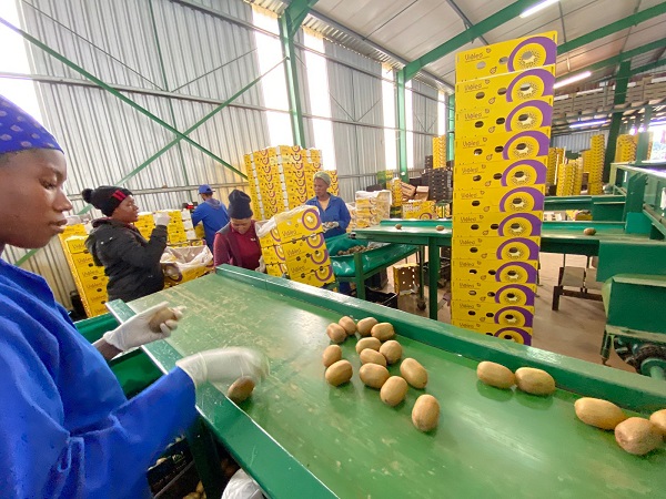 South African kiwi growers should look beyond the export window - Vimarsana News