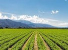Cold weather is causing some Washington growers to push back planting - Vimarsana News