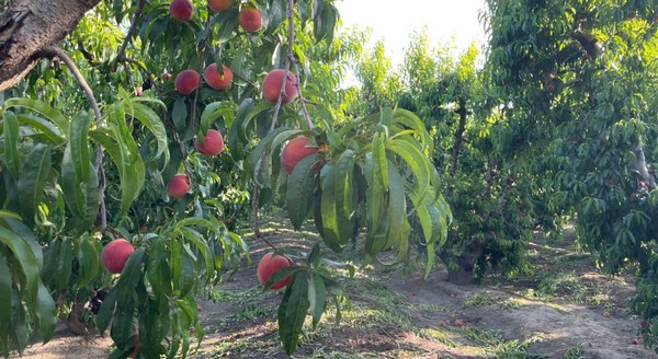 California stone fruit will also see late start - Vimarsana News