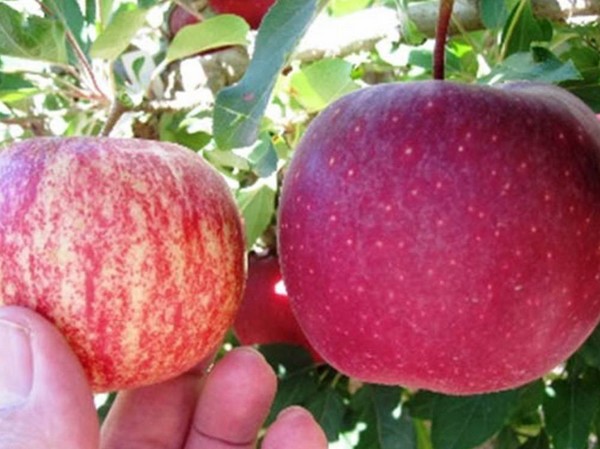 Bigbucks trees appear to be a hit in India - Vimarsana News