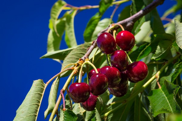 Fruit breeder expands cherry season window with low-chill cherries - Vimarsana News