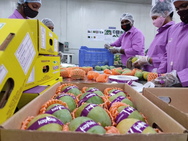 "We're on target to clock double the volume of the 2022 mango season" - Vimarsana News