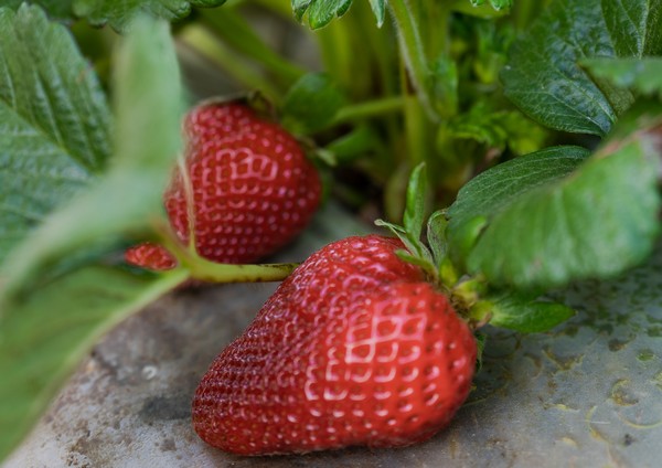 Promotable volumes of strawberries available for Mother's Day - Vimarsana News
