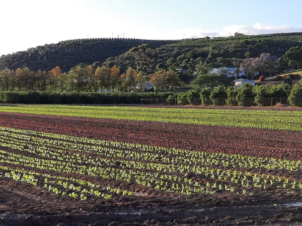 Gamtoos vegetable farmers drive hundreds of kms daily to keep going during drought - Vimarsana News