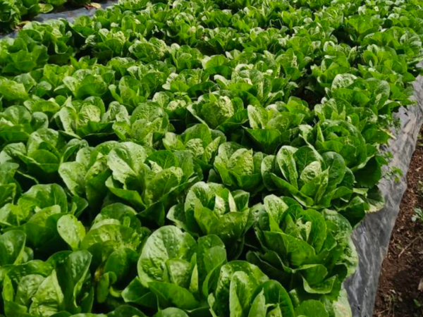 Colombia's rich agricultural landscape - Vimarsana News