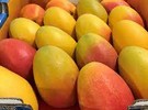 Himachal Horti Department introduces six new mango varieties - Vimarsana News