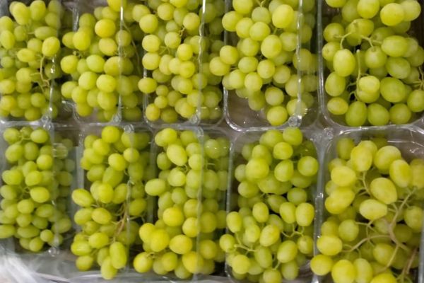 Table grapes campaign is about to start in Egypt - Vimarsana News