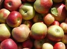 Temperature swings did not affect West Michigan apple crop too much - Vimarsana News