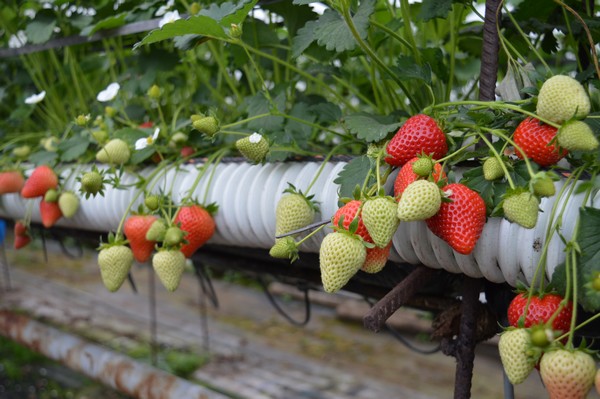 Slow start to strawberry season could lead to challenging market - Vimarsana News