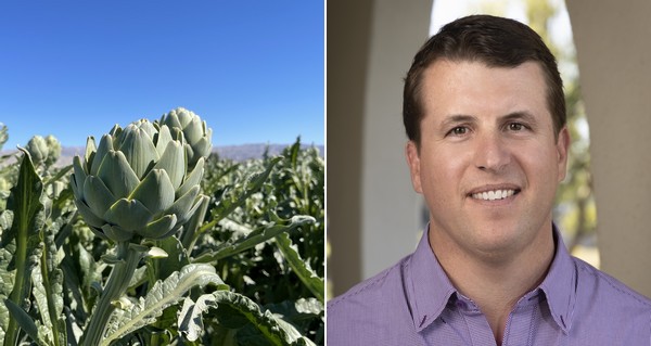 Strong crop of California artichokes for spring - Vimarsana News