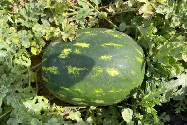 Moroccan watermelon exporters are looking forward to summer in Europe - Vimarsana News