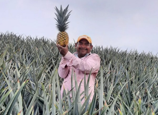 Caimito Fruits is now expanding into Europe, offering exotic fresh fruits from Panama - Vimarsana News