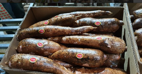 Rebanador de papa, yuca, cassava y tubérculos suaves. Costa Rica. Industria  alimentaria. — Lisby Industrial - Maquinaria y Automatización