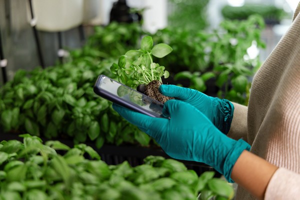 New basil variety helps indoor grower to differentiate - Vimarsana News