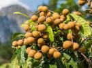 Cambodia shipped 3,422 tons of fresh longan to China in first three months of 2023 - Vimarsana News