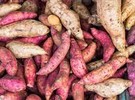 Solomon Islands: Expanded production and value addition increase food exports - Vimarsana News