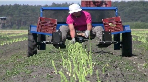 Cold temperatures delay Michigan asparagus production by two weeks - Vimarsana News