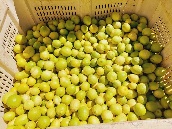 Lemon exports pull ahead of last year - Vimarsana News