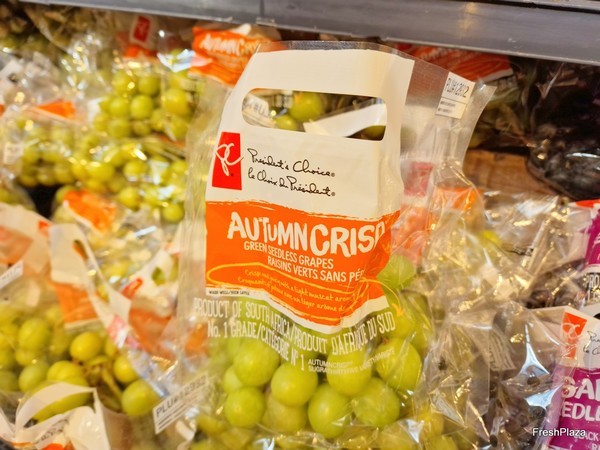South Africa's past table grape season challenging due to unexpected weather patterns - Vimarsana News