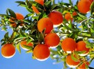 Since 2000, total domestic production of oranges has dropped 80% - Vimarsana News