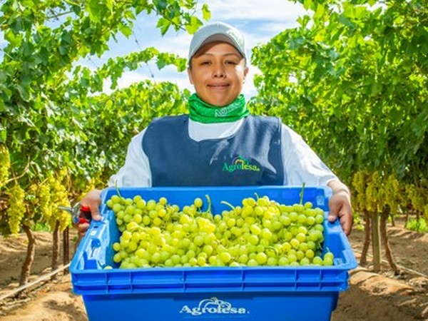 "Our Mexican table grape growing costs have increased by 35% in last two years" - Vimarsana News