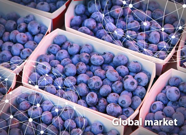 Organic blueberry farm has come a long way