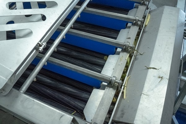 New seed corn procession options hit the market - Vimarsana News