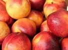 US peach breeding program still adds varieties for growers and consumers - Vimarsana News