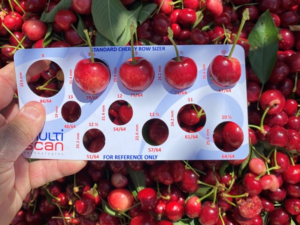 U.S. cherry season prices hit record low