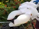 Arkansas and Georgia researchers developed a robotic hand to pick blackberries - Vimarsana News