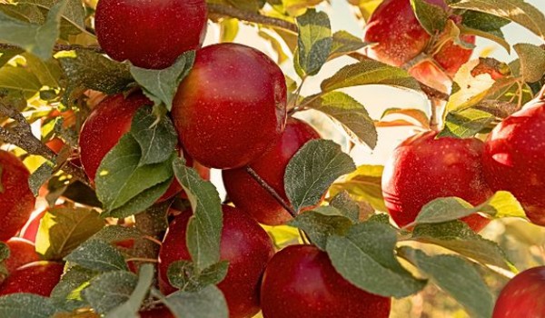 First National SugarBee Apple Day this week - Vimarsana News