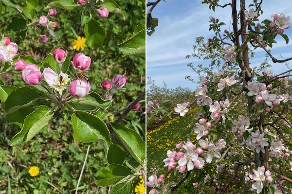 Positive spring weather in New York leaves apple growers optimistic - Vimarsana News