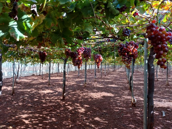 Breeder rights for table grapes are a challenge for Lebanon - Vimarsana News