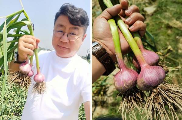 China: "Smaller-sized garlic expected" - Vimarsana News