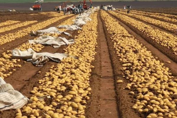 Good performance for Egyptian potatoes in the Spanish market - Vimarsana News