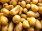 Gene-edited blight-resistant potato might be a game-changer - Vimarsana News