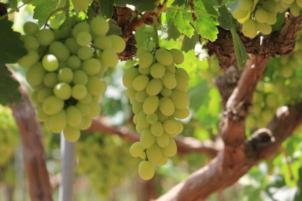 Table grape campaign is about to start in Morocco, hit by climate upsets - Vimarsana News
