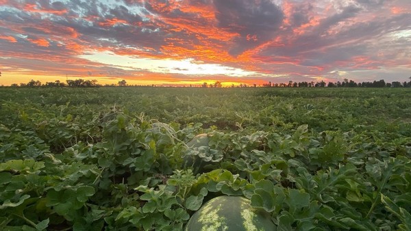 Aussie melons chase bigger slice of Asian markets - Vimarsana News