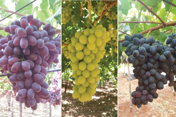 "The Lebanese grape season has all the ingredients for success" - Vimarsana News