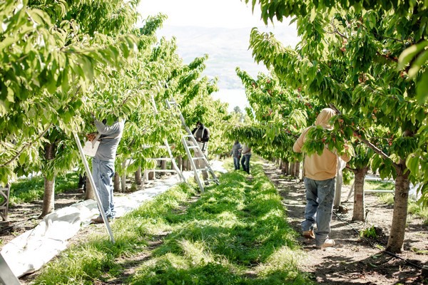 Warm weather speeding up Pacific Northwest cherries - Vimarsana News