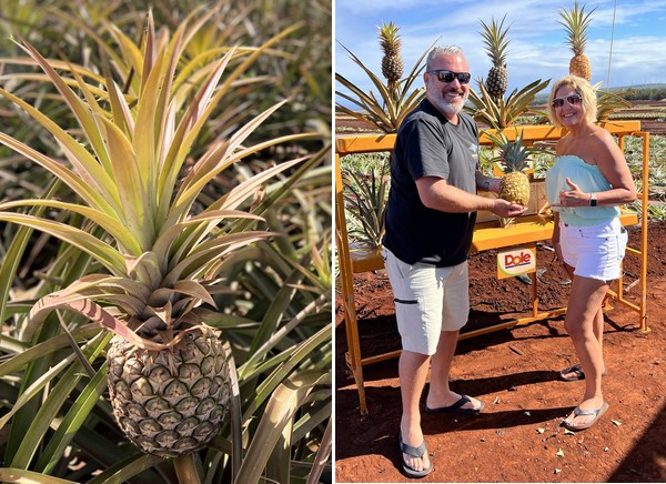 Ever wanted to tour a Hawaiian pineapple farm? - Vimarsana News