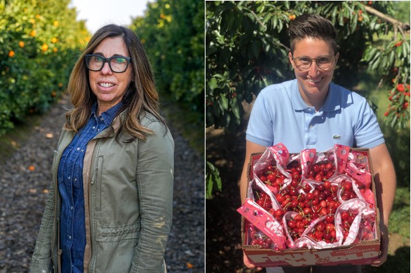 California cherry production gets underway - Vimarsana News