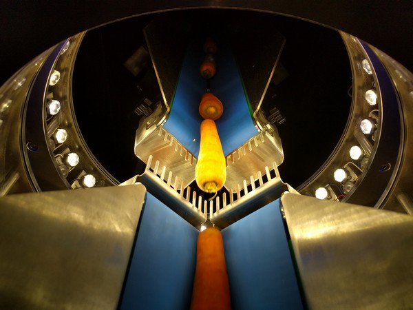 Carrot optical sorting advancements increases throughput - Vimarsana News