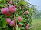 Western Massachusetts fruit growers assessing losses after cold month of May - Vimarsana News