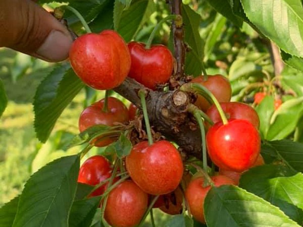 New PLU number launched for Audra Rose cherry variety - Vimarsana News