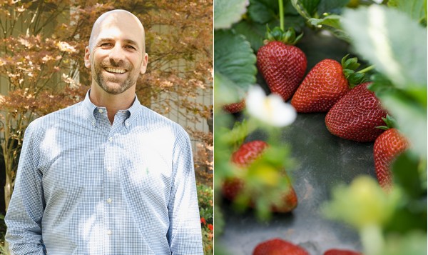 Peak California strawberry volumes ahead - Vimarsana News