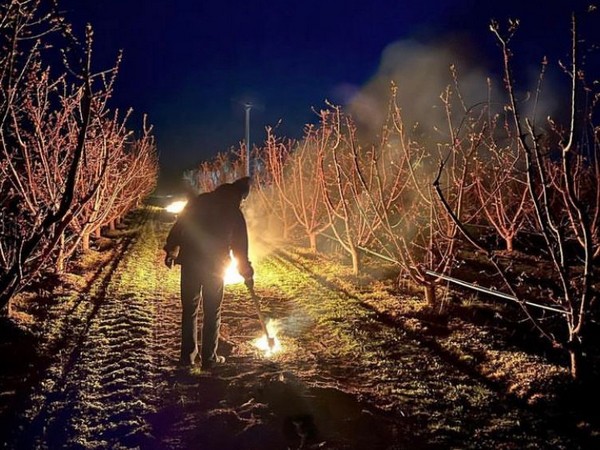 Lower apricot exports from Hungary to rest of Europe due to frost damage - Vimarsana News