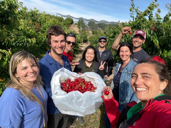 Cherry field day in Spain centered around low-chill program - Vimarsana News